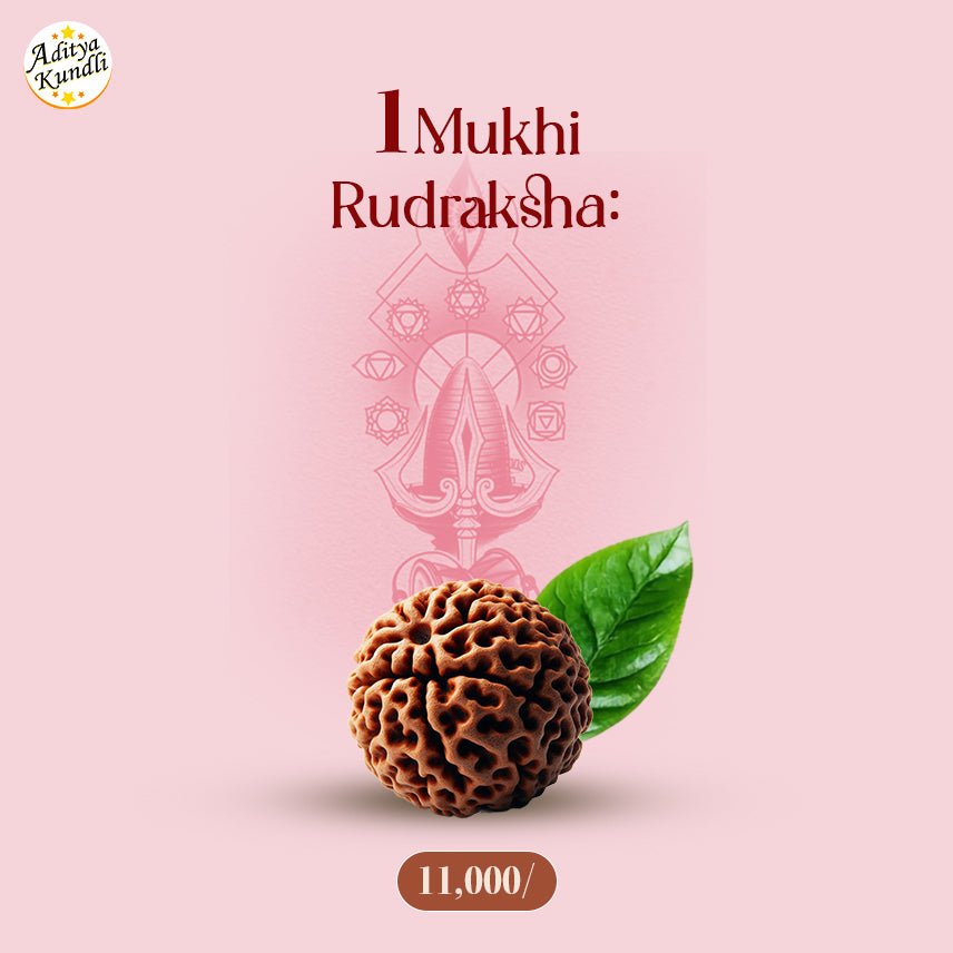 1 Mukhi Rudraksha by Aditya Kundli - Aditya Kundali