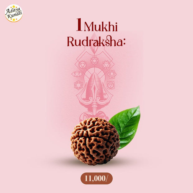 1 Mukhi Rudraksha by Aditya Kundli - Aditya Kundali