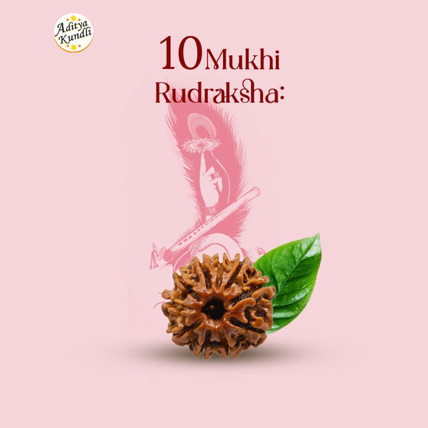 10 Mukhi Rudraksha by Aditya Kundli - Aditya Kundali
