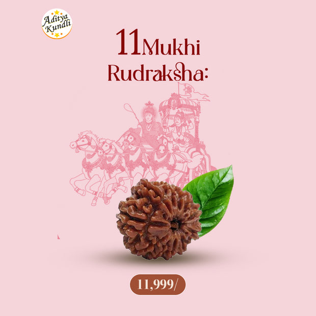 11 Mukhi Rudraksha by Aditya Kundli