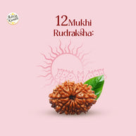 12 Mukhi Rudraksha by Aditya Kundli