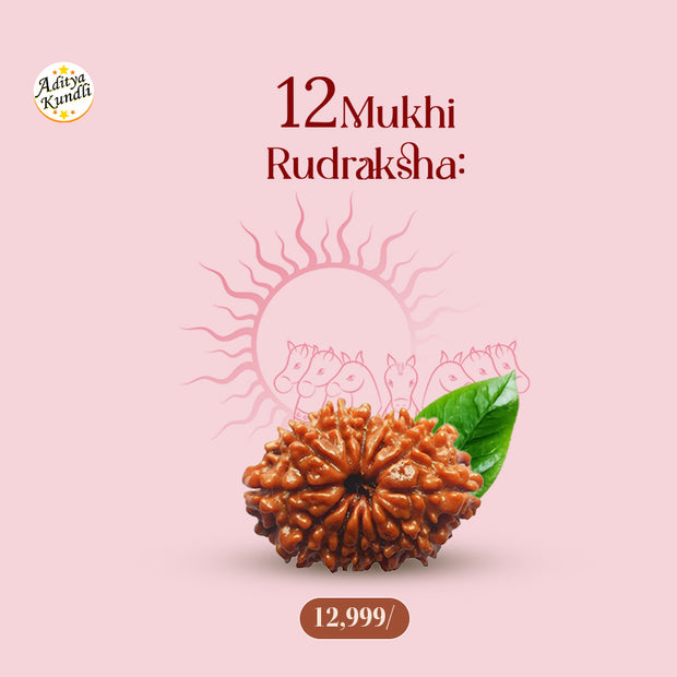 12 Mukhi Rudraksha by Aditya Kundli