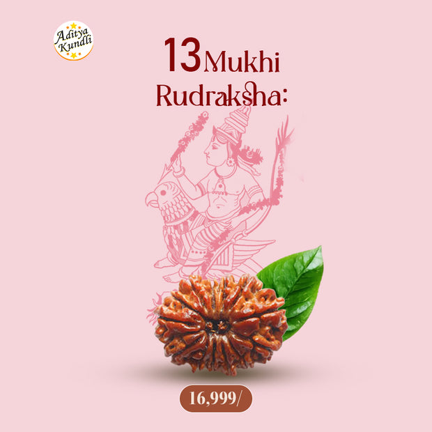 13 Mukhi Rudraksha by Aditya Kundli