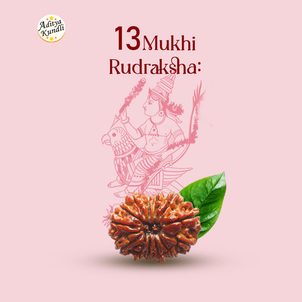 13 Mukhi Rudraksha by Aditya Kundli