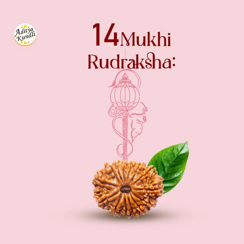 14 Mukhi Rudraksha by Aditya Kundli
