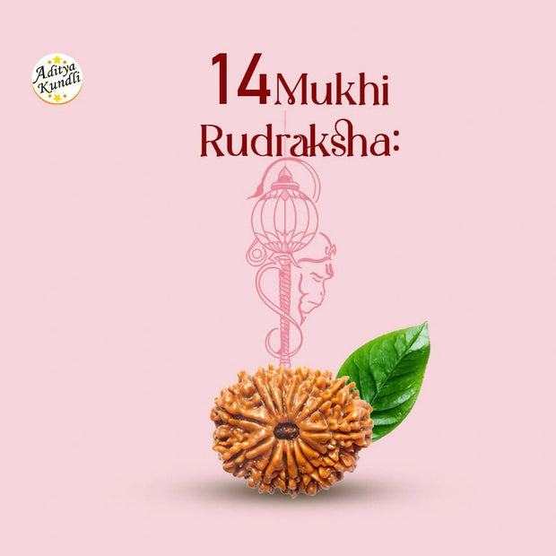 14 Mukhi Rudraksha by Aditya Kundli