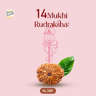 14 Mukhi Rudraksha by Aditya Kundli