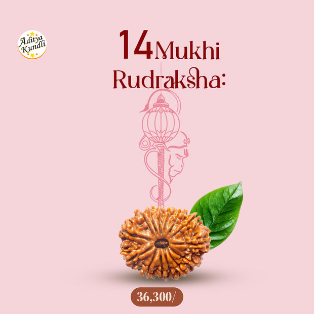 14 Mukhi Rudraksha by Aditya Kundli