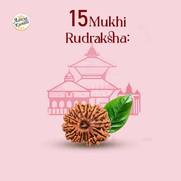 15 Mukhi Rudraksha by Aditya Kundli - Aditya Kundali
