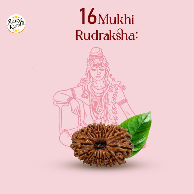 16 Mukhi Rudraksha by Aditya Kundli - Aditya Kundali