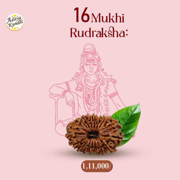 16 Mukhi Rudraksha by Aditya Kundli