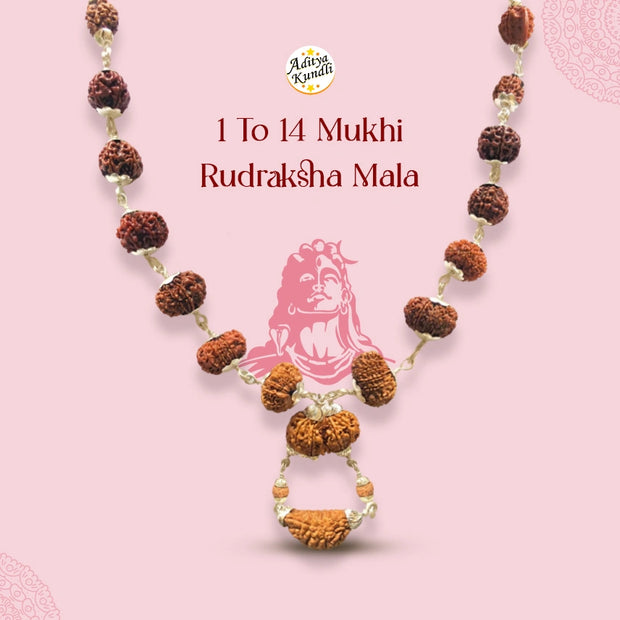 1 to 14 Mukhi Rudraksh Maala Aditya Kundli