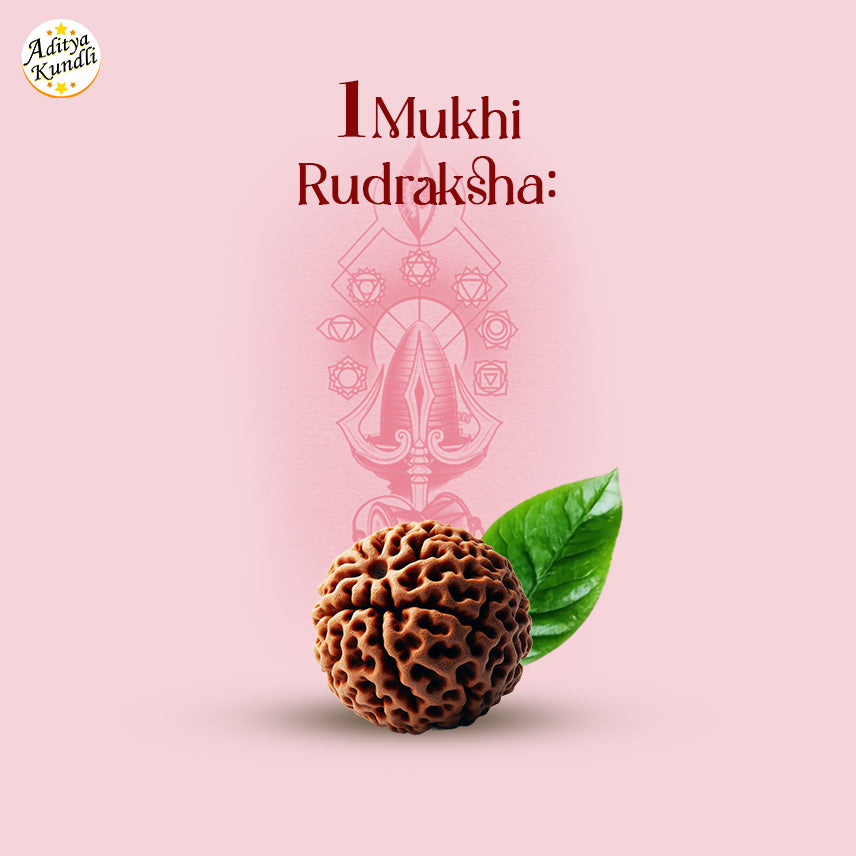 1 Mukhi Rudraksha by Aditya Kundli