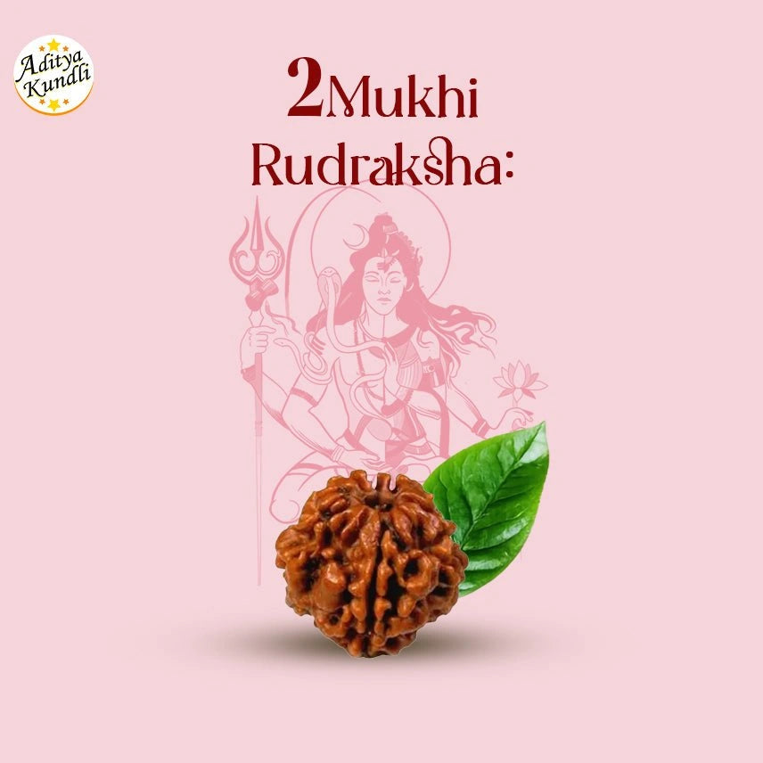 2 Mukhi Rudraksha by Aditya Kundli