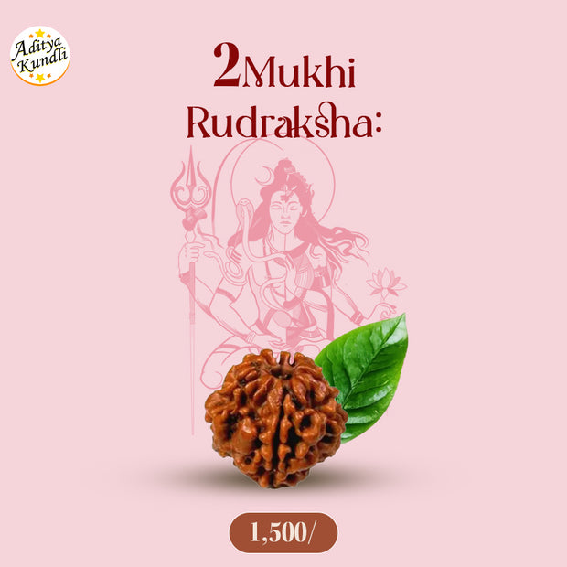 2 Mukhi Rudraksha by Aditya Kundli