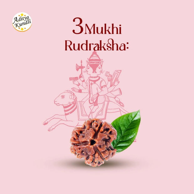 3 Mukhi Rudraksha - Aditya Kundali