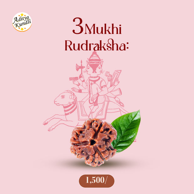 3 Mukhi Rudraksha by Aditya Kundli