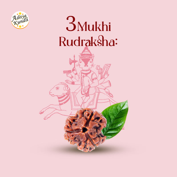 3 Mukhi Rudraksha by Aditya Kundli
