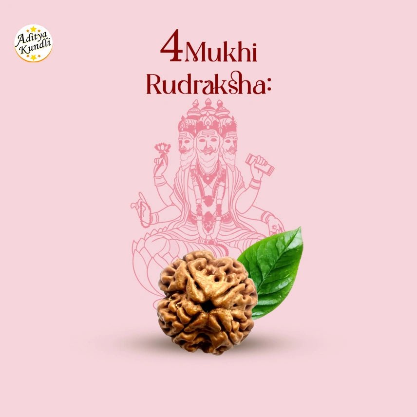 4 Mukhi Rudraksha - Aditya Kundali
