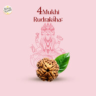 4 Mukhi Rudraksha by Aditya Kundli