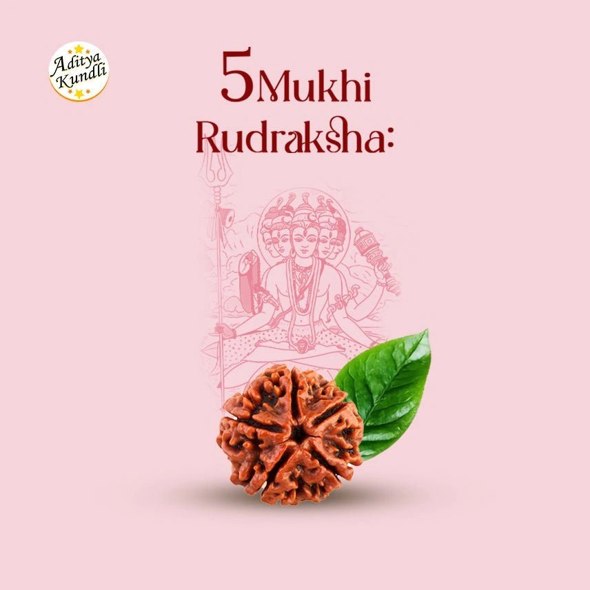 5 Mukhi Rudraksha by Aditya Kundli - Aditya Kundali