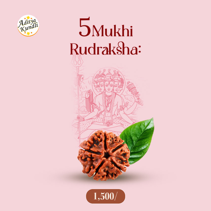 5 Mukhi Rudraksha by Aditya Kundli