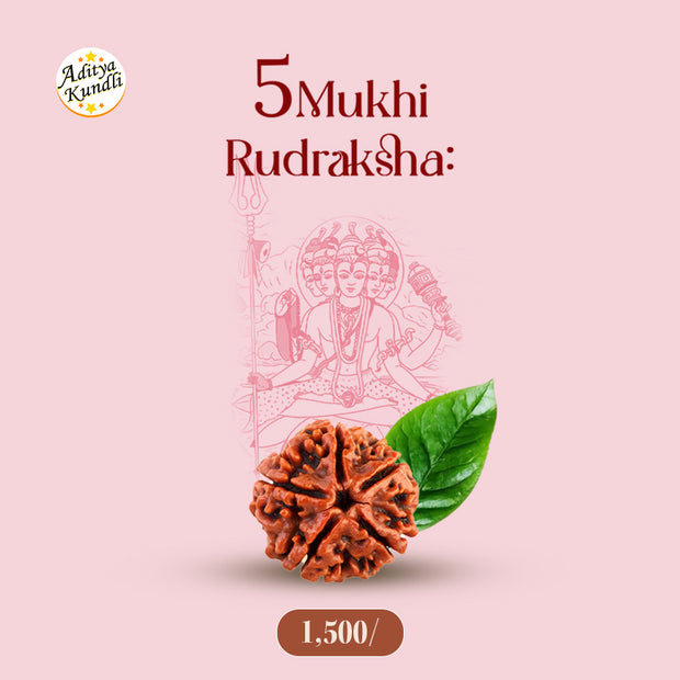 5 Mukhi Rudraksha by Aditya Kundli