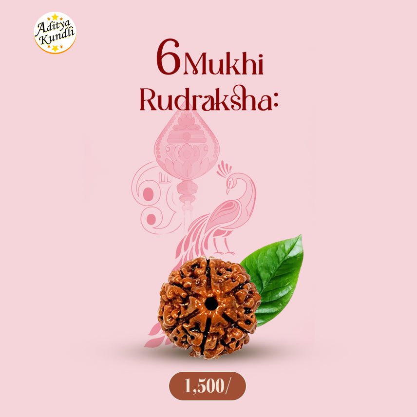 6 Mukhi Rudraksha by Aditya Kundli - Aditya Kundali