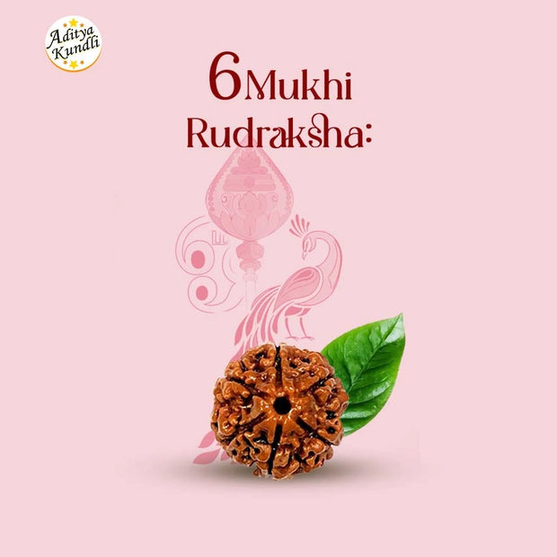 6 Mukhi Rudraksha by Aditya Kundli