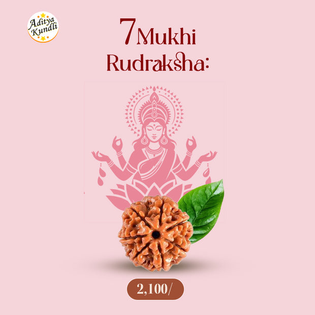 7 Mukhi Rudraksha by Aditya Kundli