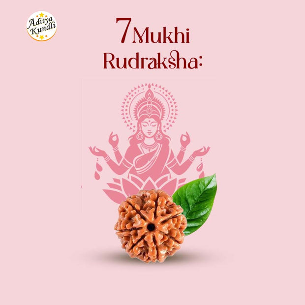 7 Mukhi Rudraksha by Aditya Kundli