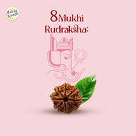8 Mukhi Rudraksha by Aditya Kundli