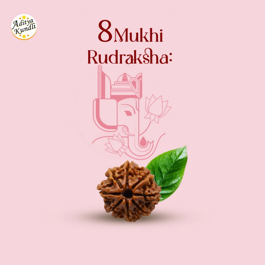 8 Mukhi Rudraksha by Aditya Kundli