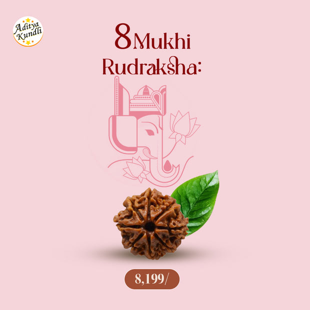 8 Mukhi Rudraksha by Aditya Kundli