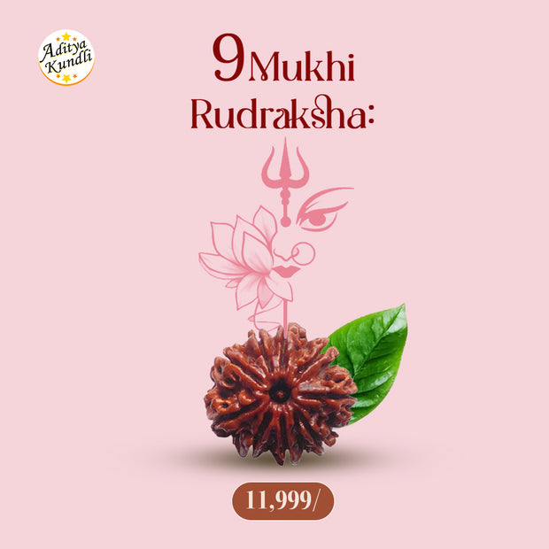 9 Mukhi Rudraksha by Aditya Kundli